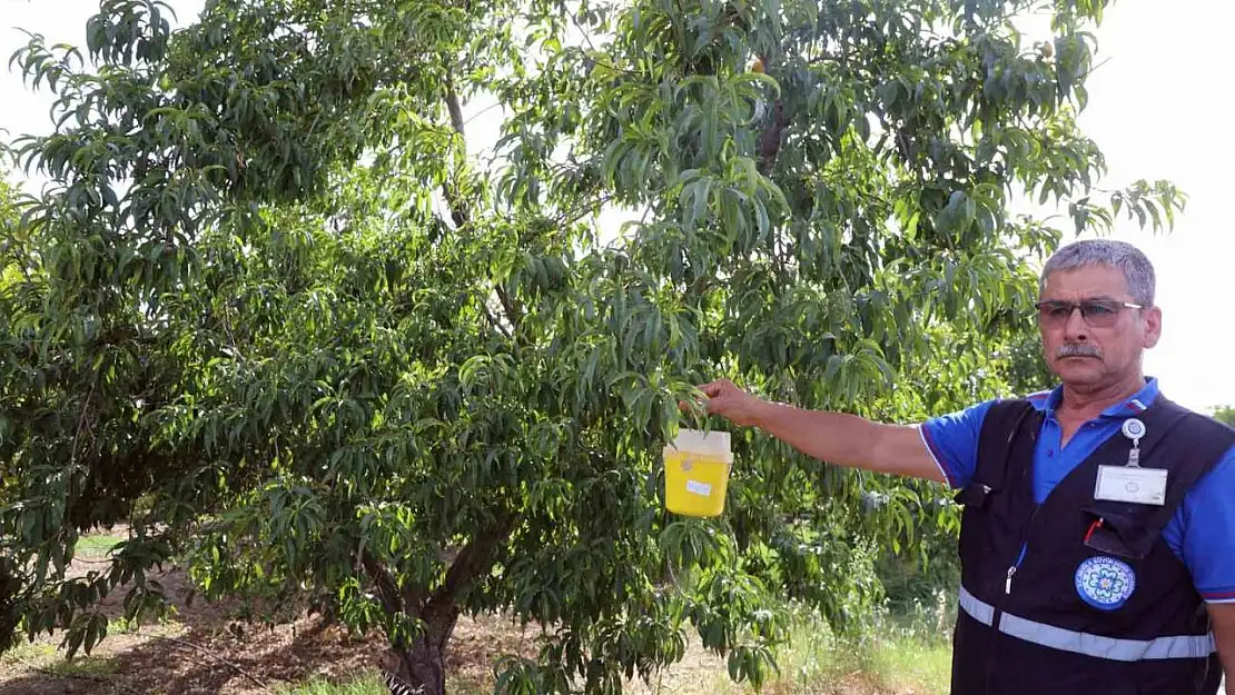 Narenciye üreticisinin kâbusu Akdeniz Meyve Sineğine tuzak