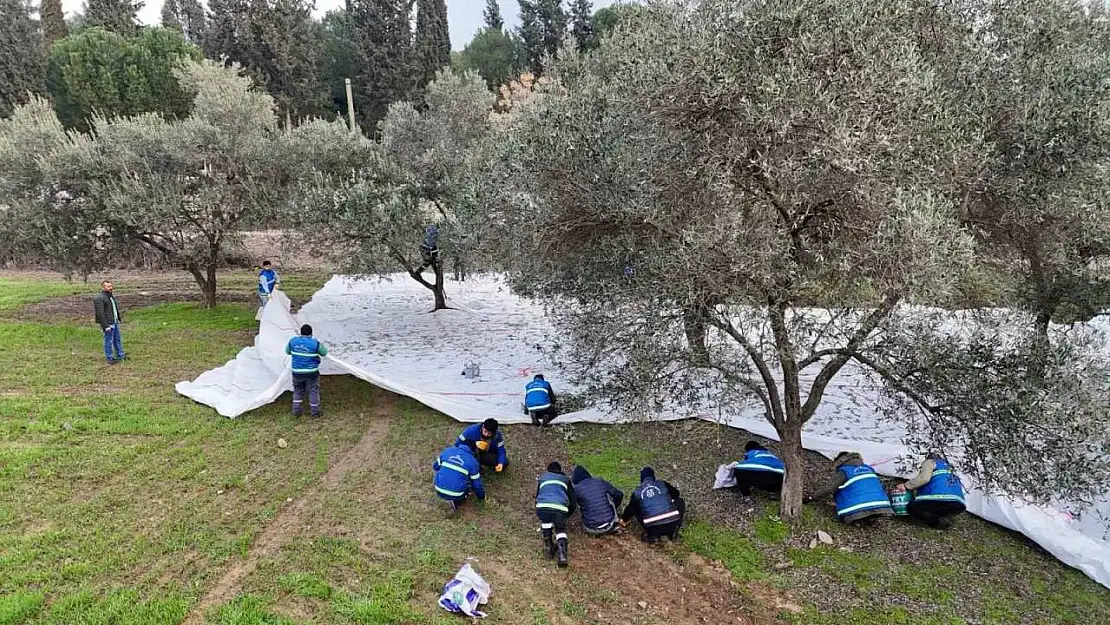 Nazilli Belediyesi'nden zeytin hasadı