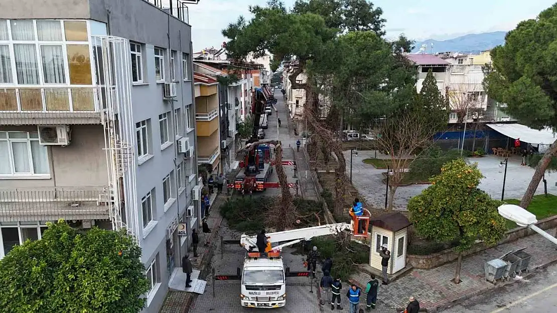 Nazilli'de tehlike oluşturan çam ağacı kaldırıldı