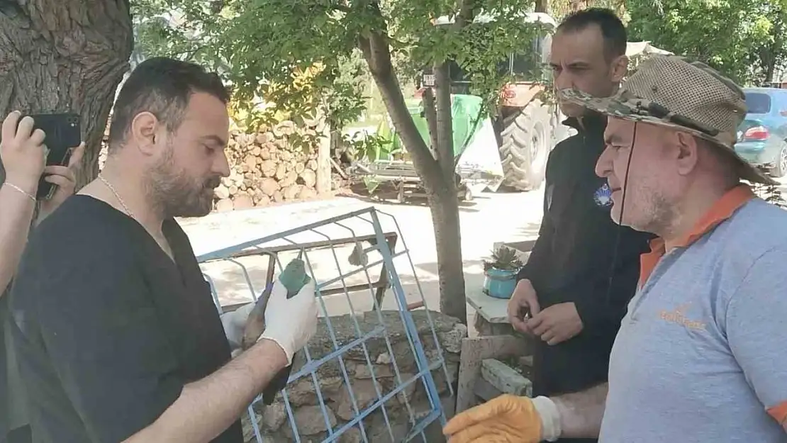 Nesli tükenmekte olan gökkuzgun Sırbistan'dan Denizli'ye uçtu