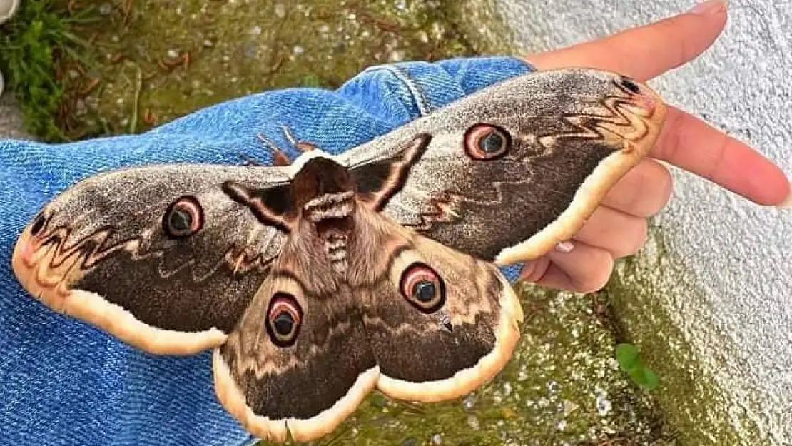 Okulda dev Tavus kelebeği heyecanı