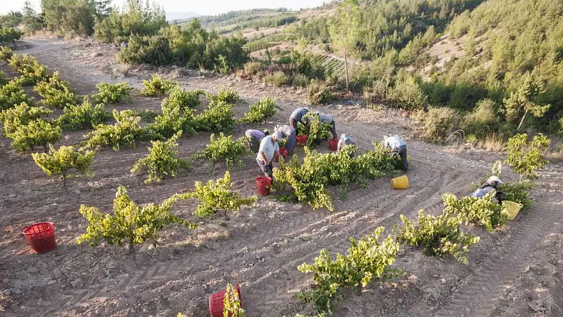 Organik üzüme geleneksel kurutma yöntemi