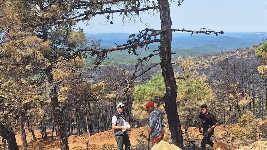 Orhaneli'ndeki yangında 96 hektar orman kül oldu, ağaçlandırma çalışması başladı