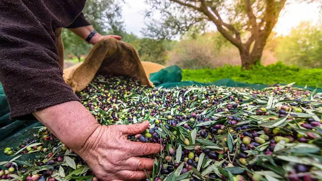 Orhangazi'de zeytin rekolte beyanı 2 bin 600 tonu buldu