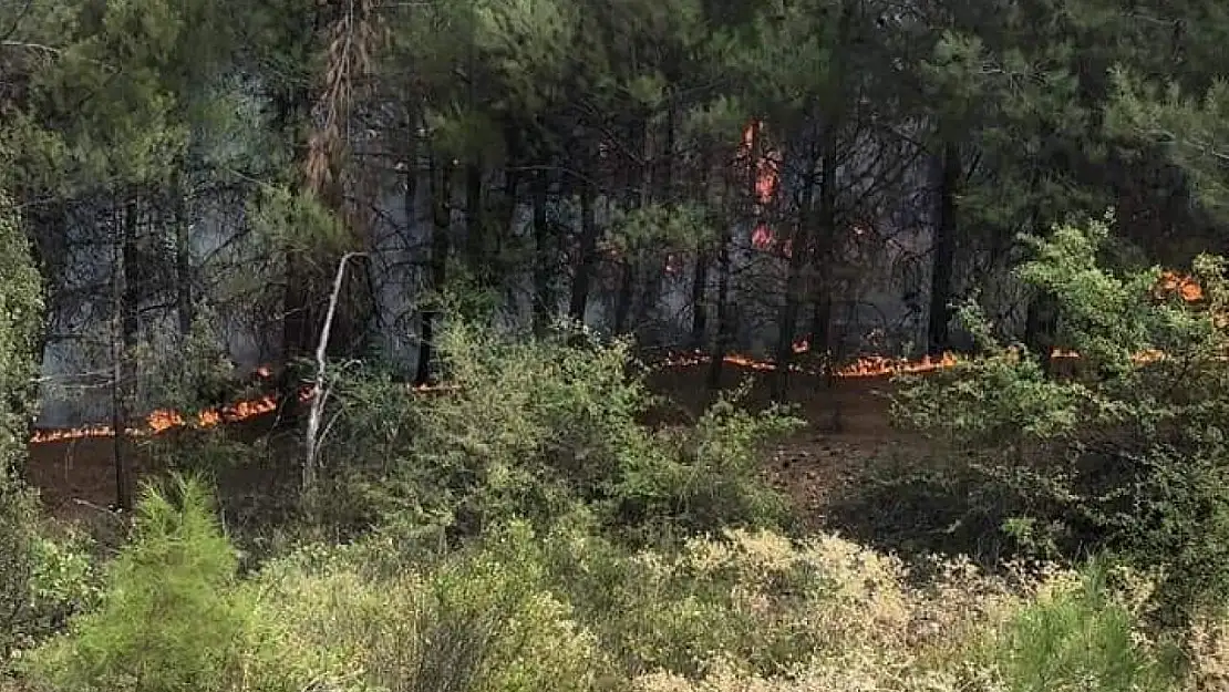 Orman işçisi müdahale ettiği yangında zehirlendi