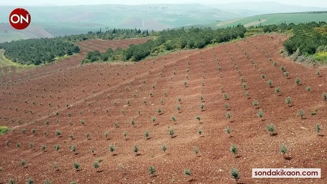 Orman Köylüsüne ceviz ve zeytin fidanları Orman Müdürlüğünden