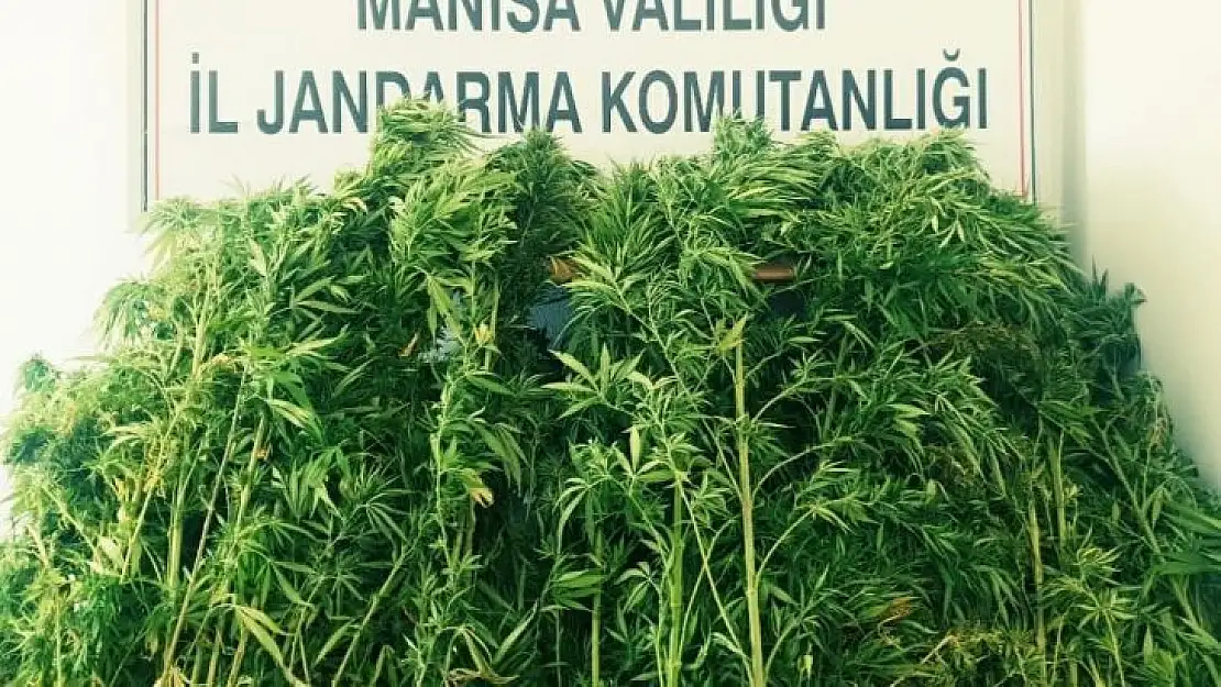 Ormanlık alana ekilen kenevirler drone ile tespit edildi