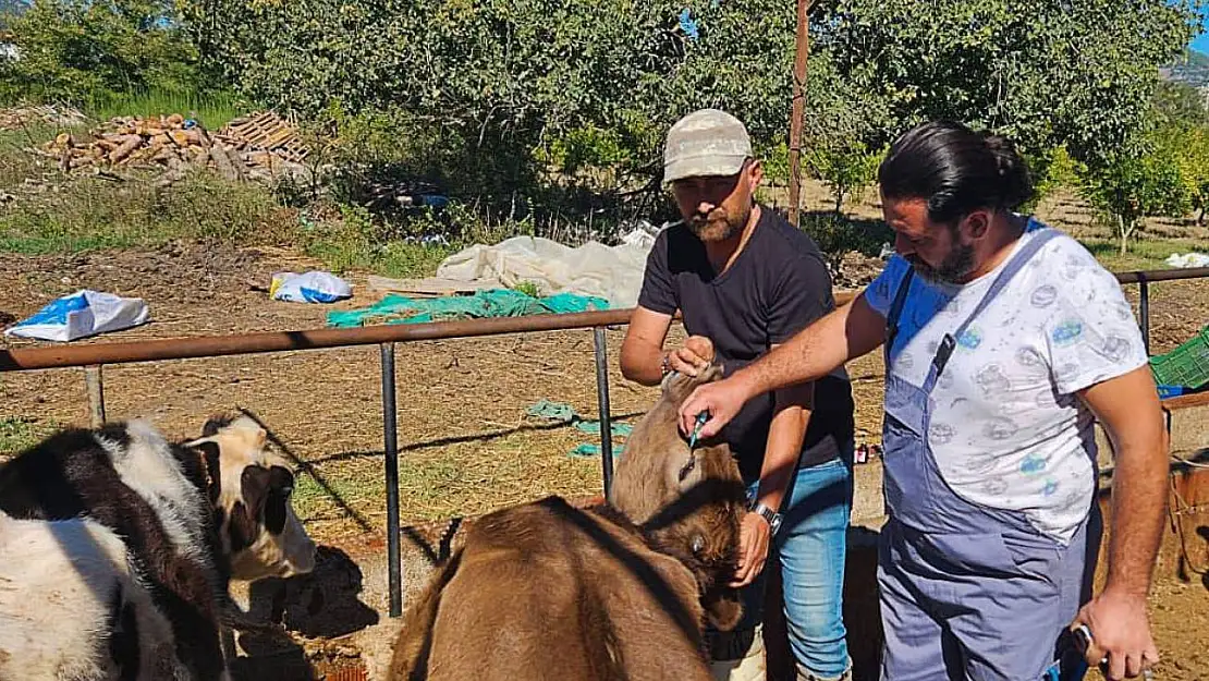 Ortaca'da hayvan sağlığı çalışmaları hızla devam ediyor