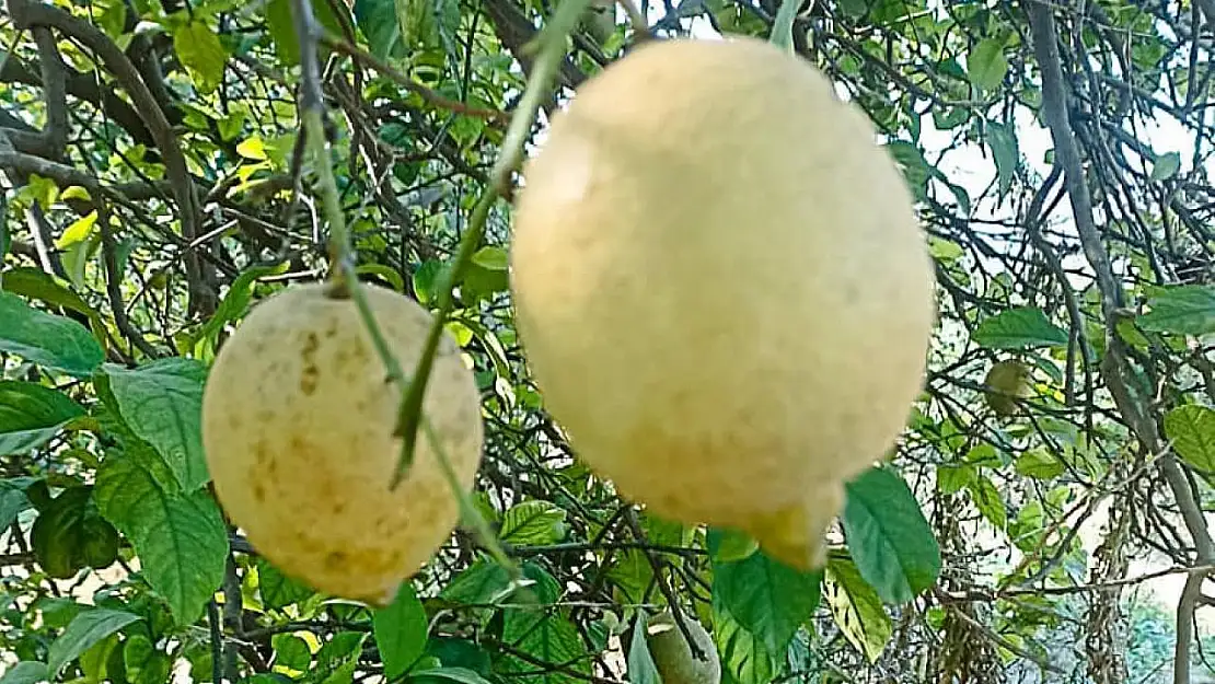 Ortaca'da limon ve greyfurt bahçelerinde incelemelerde bulunuldu