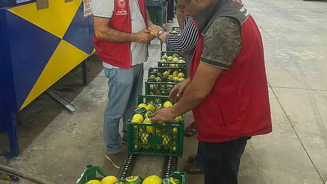 Ortaca'da nar ve limon ihracatında rekor beklentisi