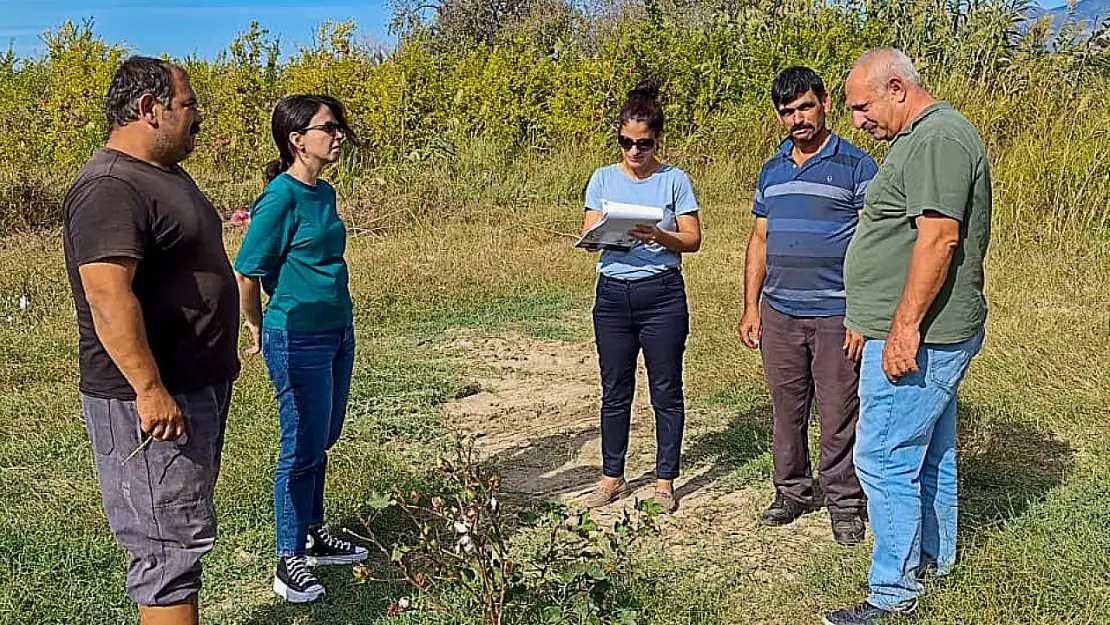 Ortaca'da pamuk ve pikan cevizi üretiminde kontroller başarıyla tamamlandı