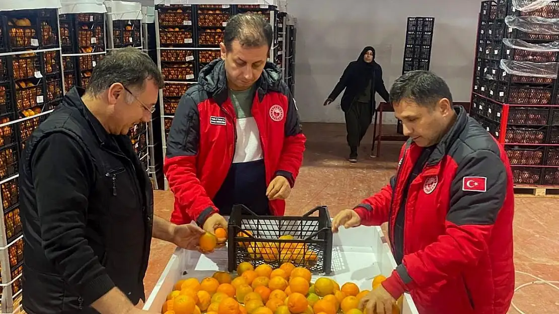 Ortaca narenciyesi ihracata hazır