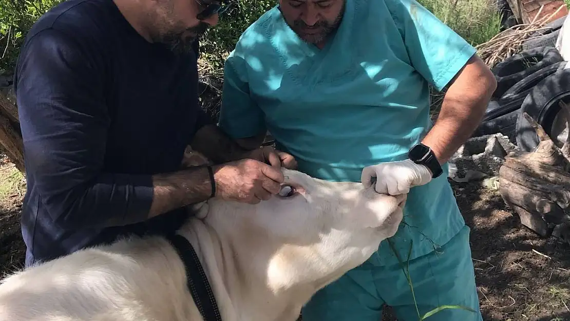 Ortaca Okçular Mahallesi'nde Brucella aşılaması gerçekleştirildi