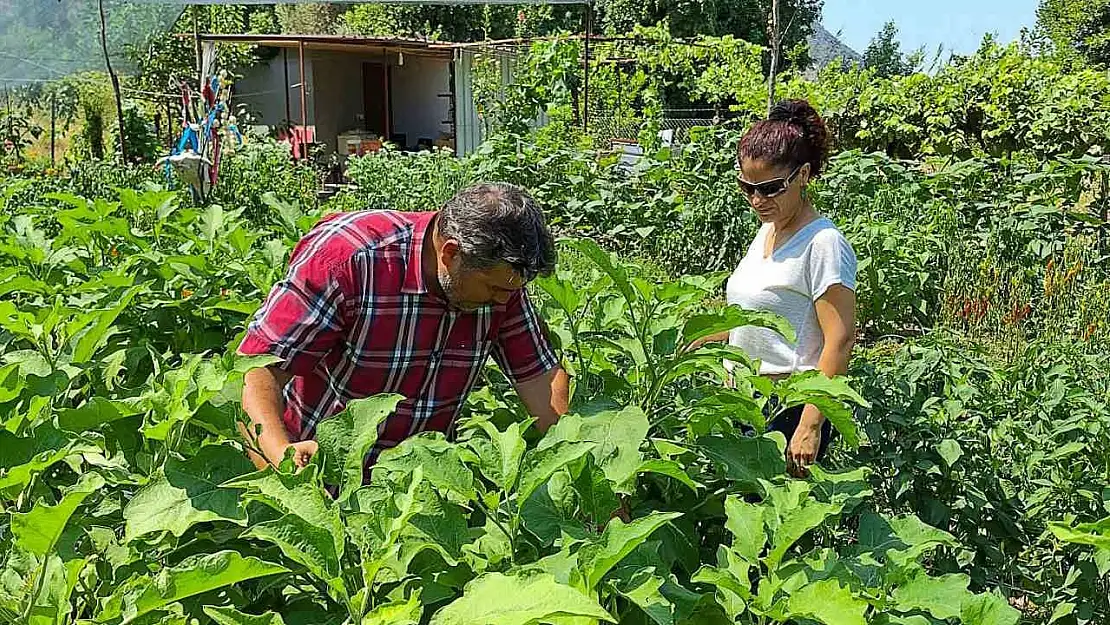 Ortaca, zencefil ve zerdeçal üretim merkezi olma yolunda ilerliyor