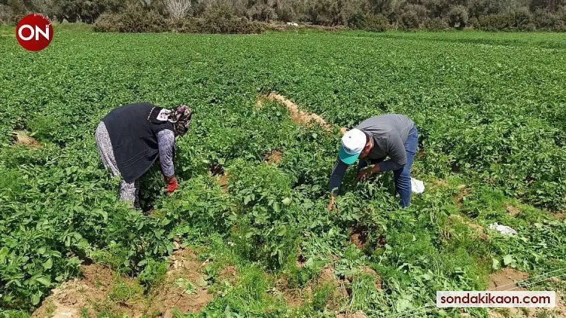 Örtü altına alınmayan patatesi don vurdu