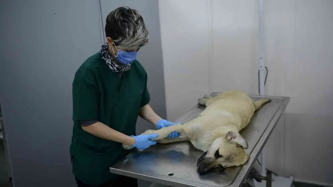 Otomobil çarpması sonucu yaralanan köpek hayata tutundu