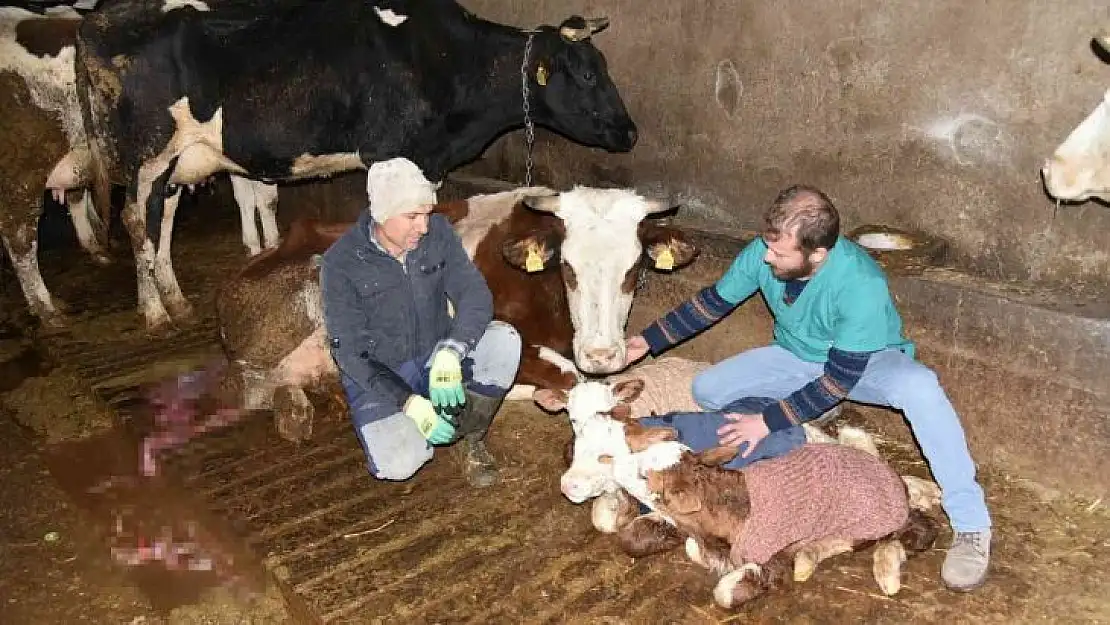 (Özel) Balıkesirli besiciye üçüz buzağı sürprizi