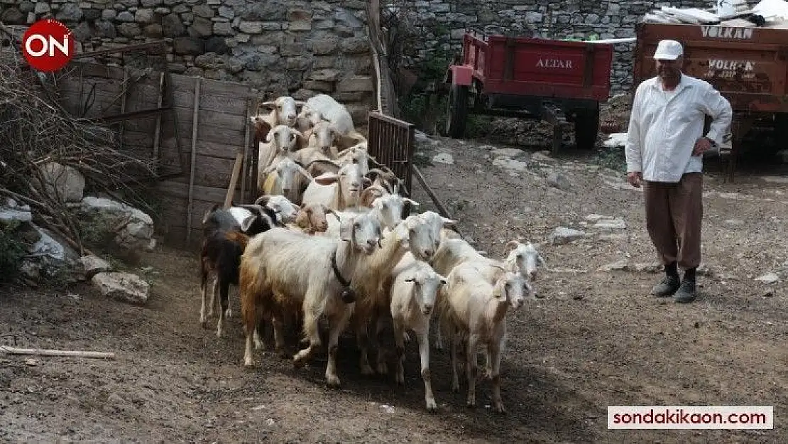 (Özel) Bu keçi diğerlerinden çok farklı