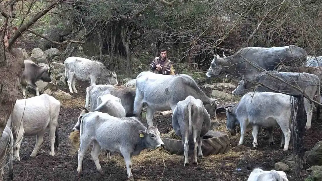 (Özel) Bursa'da 750 yıllık safkan yerli hayvanları kurşuna dizdiler