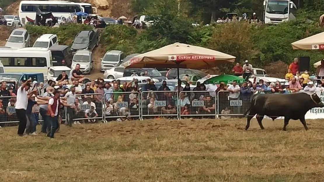 (Özel) Bursa'da boğa güreşleri İspanya arenalarını aratmadı