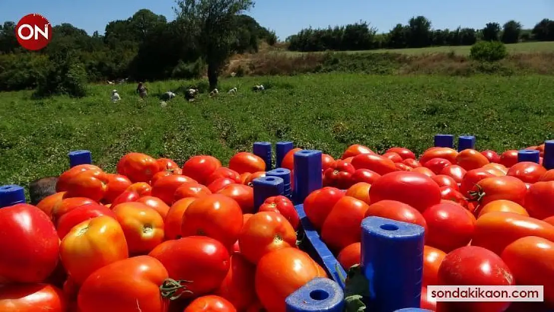 (Özel) Çanakkale Domatesi'ne piyango vurdu