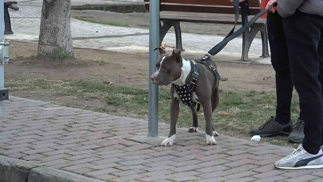 (Özel) Çocuk parkına terkedilen Pitbull'u kemeriyle yakaladı