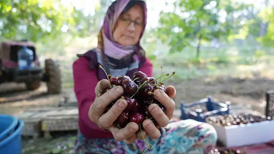 (ÖZEL) Coğrafi işaretli Keles kirazında 22 bin ton rekolte bekleniyor