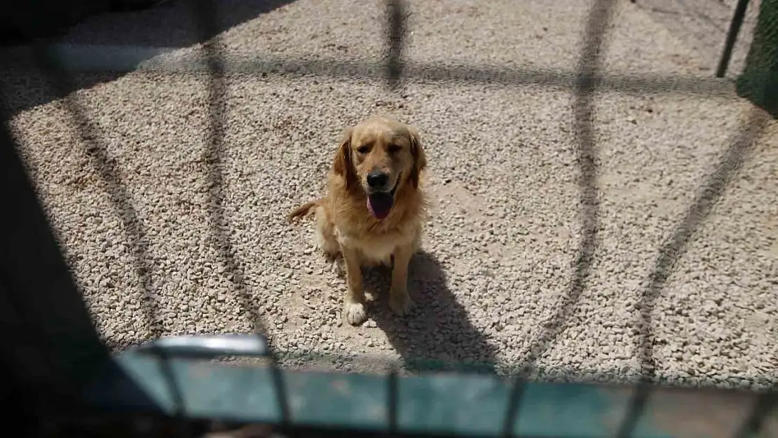 (ÖZEL) Hevesle alınıp bakımı zor gelince terk edilen cins köpekler yuva arıyor