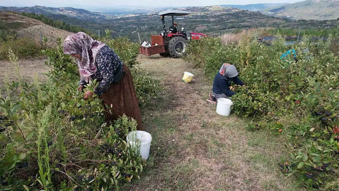 (Özel) Hücreleri yeniliyor, diabete iyi geliyor şimdi pazar arıyor