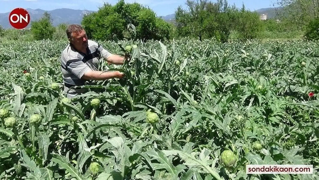 (Özel) İspanyol Enginarı Kazdağları'nı sevdi