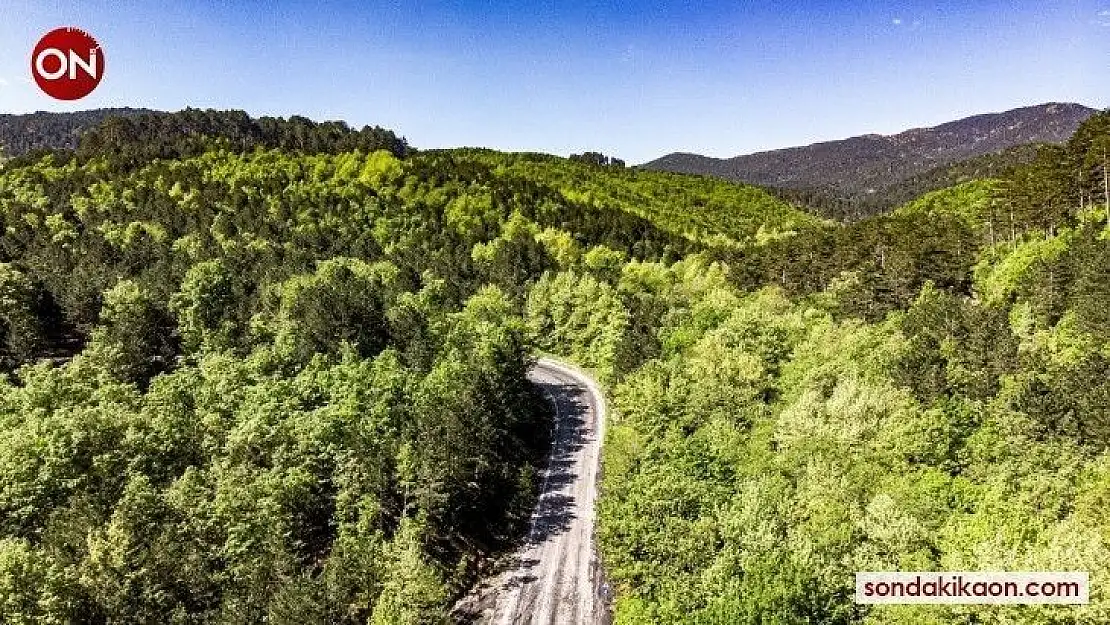 (Özel) Kazdağları yeşilin binbir tonuna ev sahipliği yapıyor