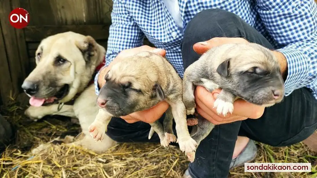 (Özel) Köpeği tek seferde 'servet' doğurdu