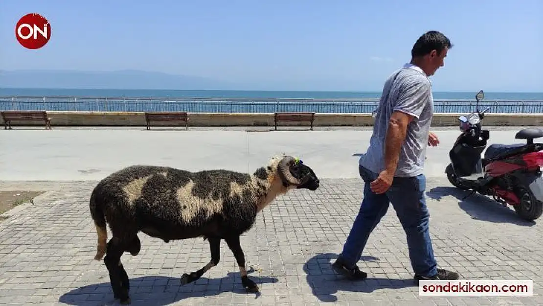 (Özel) Koyunların efendisi
