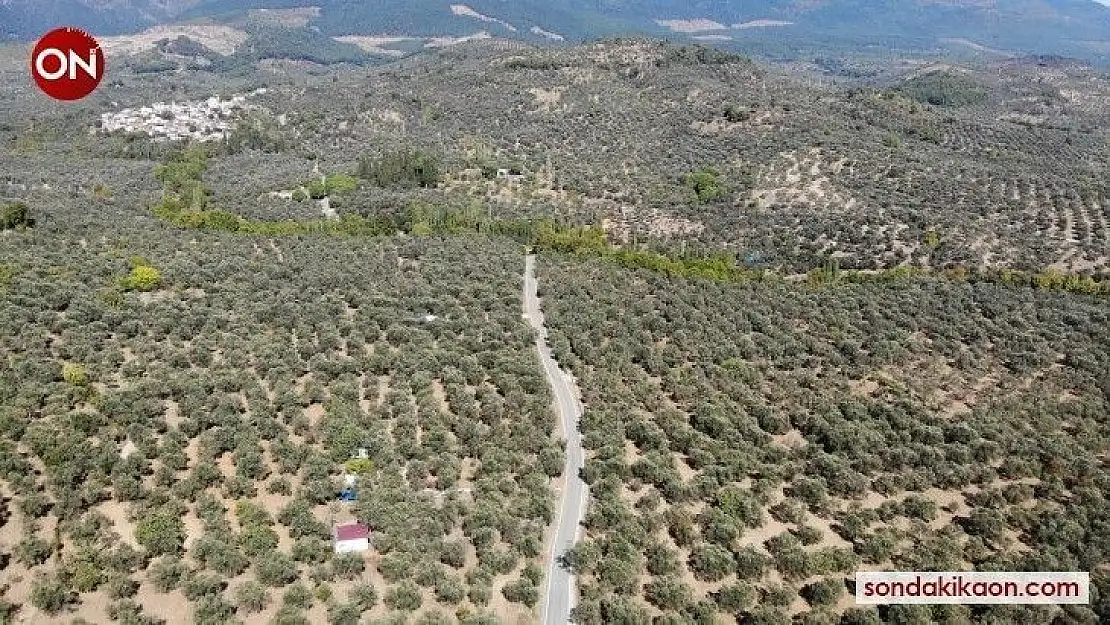 (Özel) Kuraklık ve sıcaklıklar zeytin rekoltesini olumsuz etkileyebilir