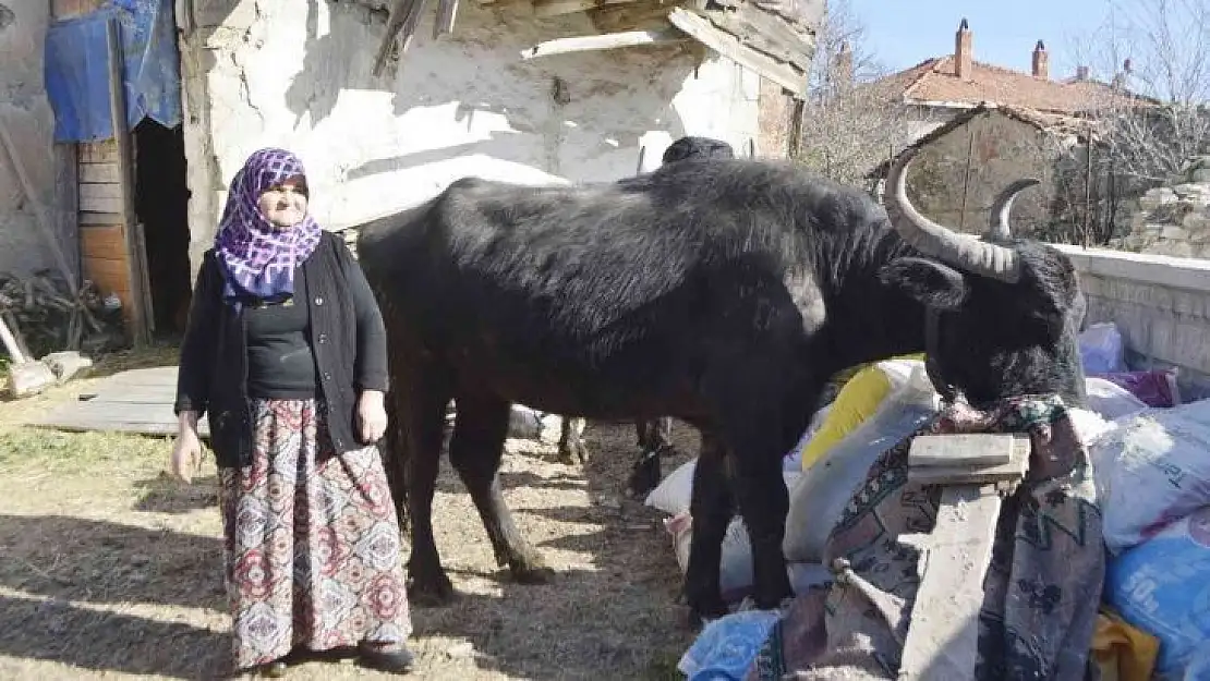 (ÖZEL) Manda yetiştiriciliğine destek