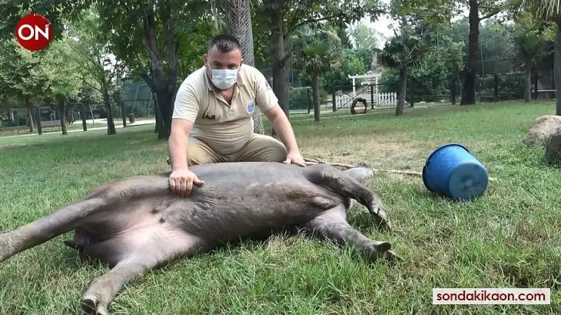 (Özel) Sıcaktan  bunalan Zoopark sakinlerine buzlu meyve kokteyli