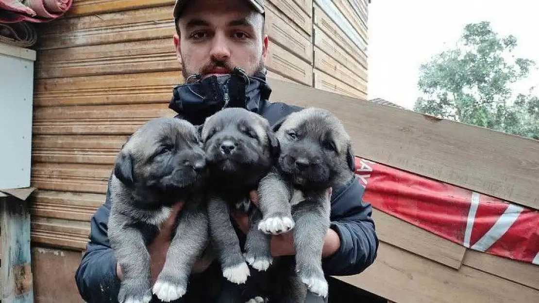 (Özel) Sivas kangallarını Bursa'da yetiştirip yavrularını 7 bin liradan satıyor