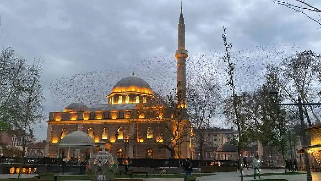 (Özel) Tarihi cami üzerinde sığırcıkların görsel şöleni