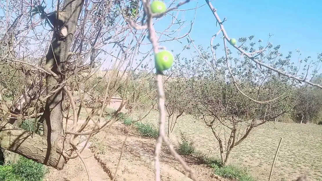 Papaz erik sonbaharda ikinci ürününü verdi