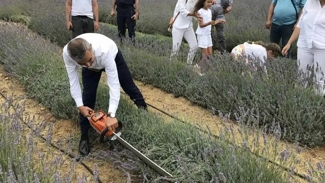 Paşalimanı Adası'nda lavanta hasadı gerçekleşti