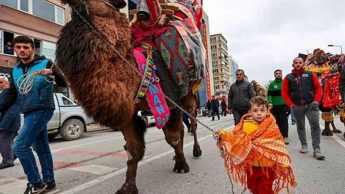 Pehlivan develer görücüye çıktı