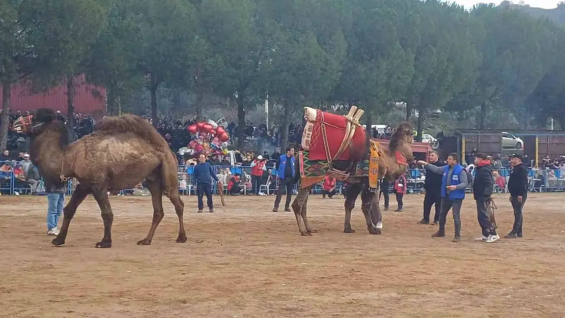 Pehlivan develer Köşk arenasında kozlarını paylaaştı