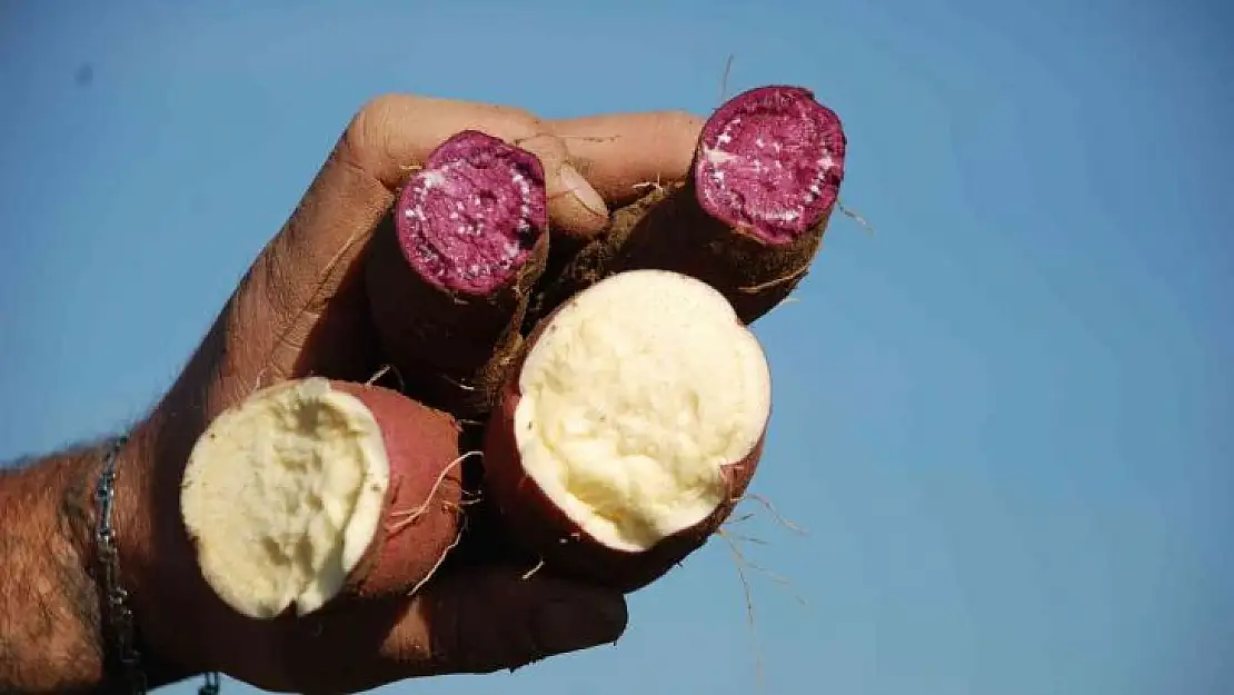 Renk renk 'tatlı patates'te hasat zamanı