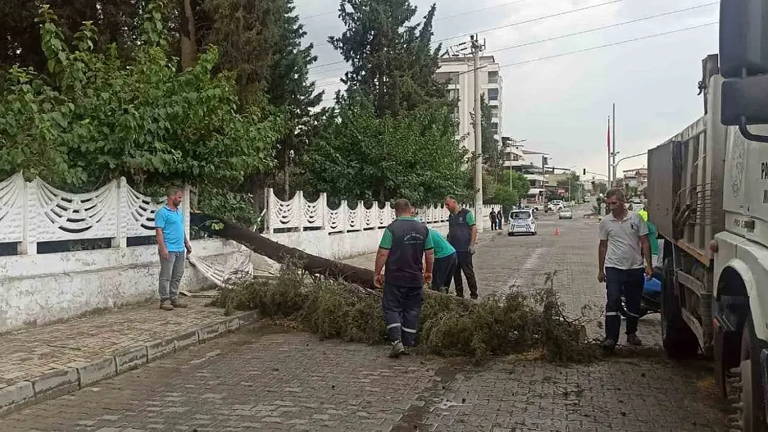 Sağanak yağışa dayanamayan ağaç devrildi