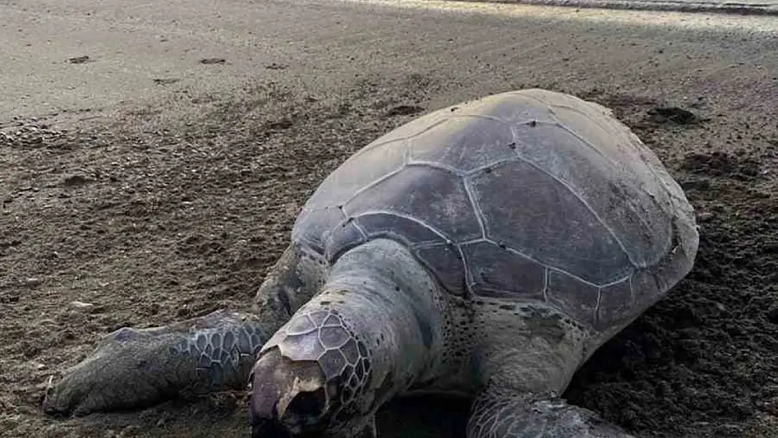 Sahile ölü Caretta deniz kaplumbağası vurdu