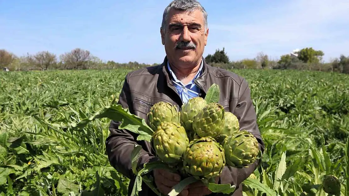 Sakız enginarının tarladan pazara hasat yolculuğu sürüyor