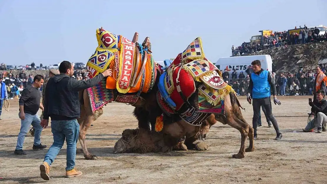 Salihli 10. Geleneksel Deve Güreşi Festivali'ne hazır