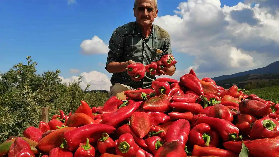 Salihli'de kapya biber bereketi