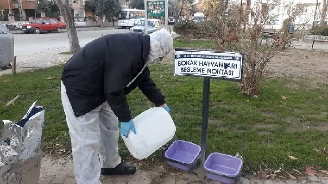 Salihli'de sokak hayvanlarına mama desteği