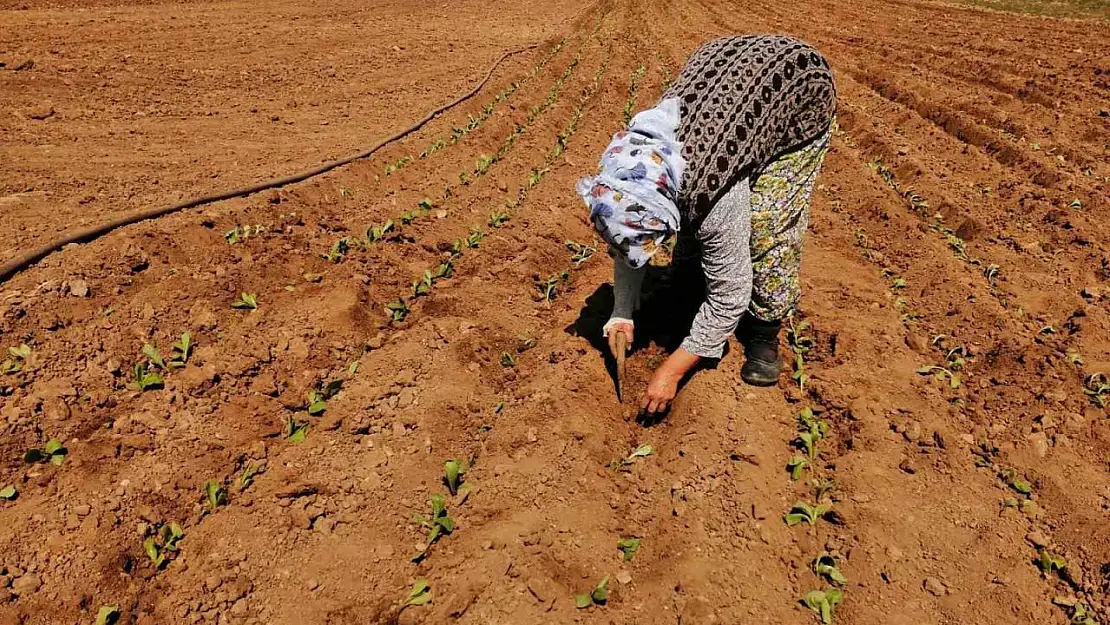 Salihli'de tütün dikimi başladı